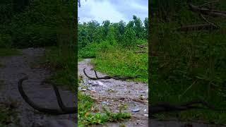 Two Snake fighting  #nagin #snake #shorts