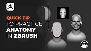 A quick tip to practice anatomy in ZBrush
