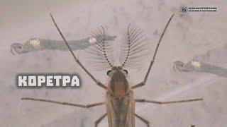 Коретра, перистоусый комарик, и его личинка в аквариуме и в природе // Clever Cricket