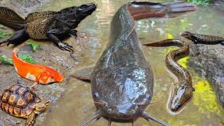 catch big catfish in the hole there are ornamental fish, koi fish, snakehead fish, ducks, turtles