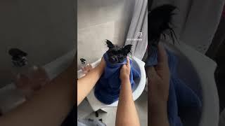 Cute black Pomeranian dog #dogsoftiktok #paws #cachorros #pomeranian #puppy #ytshorts #dogs #cães