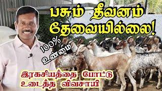 இலாபம் தரும் கிடா குட்டிகள் மட்டும்/ 4 மாதம் வளர்ப்பு / 100% professional.