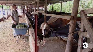 El método de un productor para cebar animales en pocos metros cuadrados - La Finca de Hoy