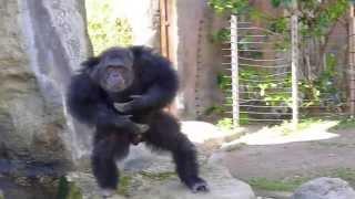 Танцующая обезьяна в зоопарке г.Барселона