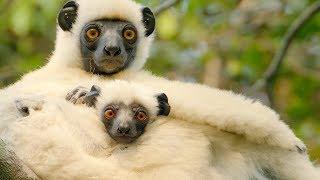 Sifaka Lemurs Make A Treacherous Journey For Food | BBC Earth