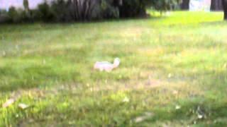 Sneaking up on the Albino Squirrel.