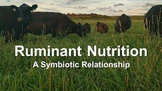 Ruminant Nutrition: A Symbiotic Relationship