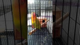 Habis Mandi Langsung Gacor. Lovebird Gadis Muda