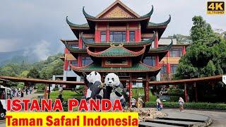 Walking keliling ISTANA PANDA‼️ Taman Safari Indonesia - Cisarua - Bogor - Indonesia [Giant Panda]