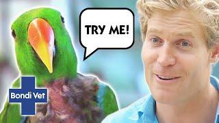 Birds Behaving Badly! | Bondi Vet Compilation | Bondi Vet