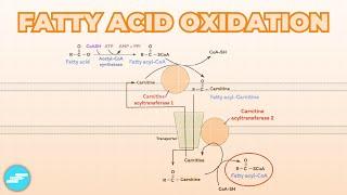 Fatty Acid (Beta) Oxidation | Metabolism