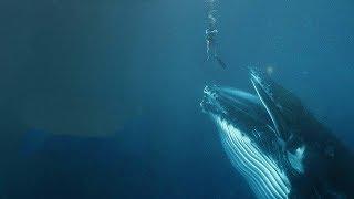 Что если Вас ПРОГЛОТИТ кит