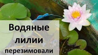 #7'2019 Вытащила  водяные лилии из подвала.