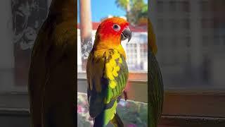 #birds #aratinga #cotorra #loro #parrot #sunconure #parrotbaby #sunconure #short #birds #parrotlove