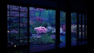 Rain On Japanese Zen Garden At Night 10 HrsㅣFor Sleep, Study, Relaxation | Calmbience Rain Sounds