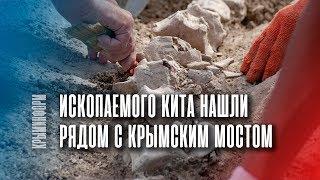 Археологи обнаружили в Крыму скелет ископаемого кита