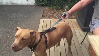 How to stop dog aggressive behavior towards people? Quickly and easily