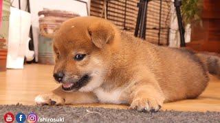 cheeky side eye look - Shiba Inu potat