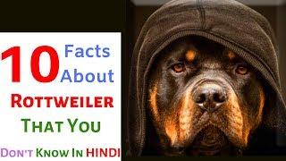 10 Facts About Rottweiler Dogs || Facts About Rottweiler || Interesting Rottweiler Facts Dog ||