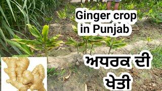 ਅਦਰਕ ਦੀ ਖੇਤੀ ਦੇਖੋ ਸੰਗਰੂਰ ਜਿਲੇ ਚ।Ginger Farming in punjab india।