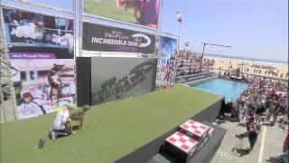 Fetch It Diving Winner - 2014 Purina® Pro Plan® Incredible Dog Challenge Western Regionals