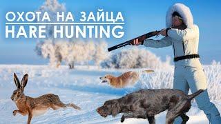 Охота на зайца с гончей и дратхааром / Hare hunting