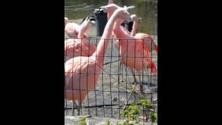 Flamingos fighting at Lincoln Park Zoo!!