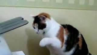 Repair Cat (My all time favorite cat video.)