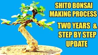 #bonsai shito making process #janabonsai #shohin bonsai#mame bonsai