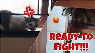 first meet angry cat | kucing awal mula jumpa langsung perang dingin