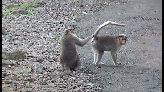 Funny Monkey Doing Stupid Things - Makes You laugh