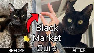 A Black Market Drug Saved My Cat From FIP