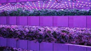 Control indoor climates with IGS' vertical farming system