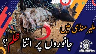 Malir Mandi 2021 | Part 3 | Malir Cow Mandi PRICE UPDATES | Bakra Eid 2021 | Cattle Market Karachi