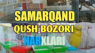 QUSH BOZOR NARXLARI