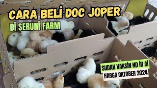 Cara Beli DOC Ayam Joper di Seruni Farm Sudah Vaksin ND IB AI