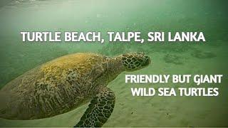 Swimming with giant sea turtles in Sri Lanka | Turtle Beach, Talpe, Sri Lanka