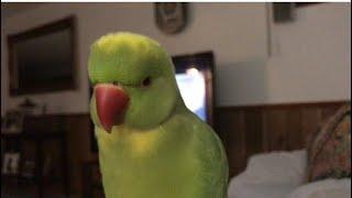 Adorable talking parrot has such a cute voice  ️