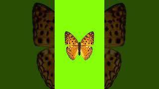 Butterfly Green Screen 5 #shorts