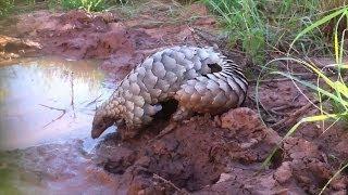 Adorable pangolin has an awesome time in the mud