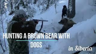 Braun bear hunting. Siberian taiga hunt. Bear's den.