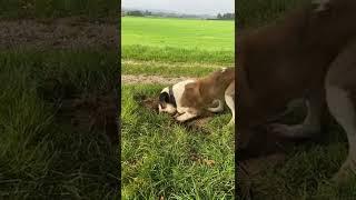 How to dig a proper hole - Saint Bernard dog digging a hole trying to find something