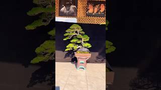 Santigi DEWI KUNTI karya Bokop Art #bonsai #bonsaiindonesia #bonsaijuara #bonsaitree