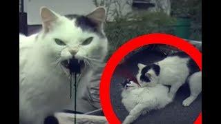 ZOMBIE CAT ! (True Story?)