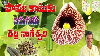 పాముకాటుకు విరుగుడు తెల్ల నాగేశ్వరీ||Thella nageshwari mokka||Best Plant for Snake Bite in Telugu