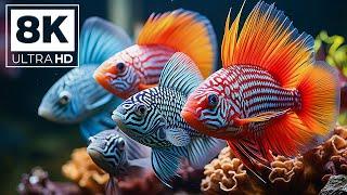 Aquarium 8K VIDEO UHD - The Awe Inspiring Beauty of Marine Life - Stunning Aquarium Relax Music