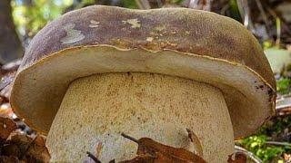 Funghi porcini /Boletus edulis mushroom 2024 Eastern Europe