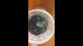 Авикулярий версиколор (линька 2)Avicularia versicolor