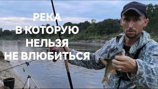 ФИДЕР В БЕЛАРУСИ НА РЕКЕ ПРИПЯТЬ. ЯЗЁВАЯ ПЛОТВА НА КУКУРУЗУ/ РЕКА В КОТОРУЮ НЕЛЬЗЯ НЕ ВЛЮБИТЬСЯ.