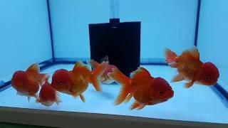 Oranda Japon balıklarımızdan bazıları